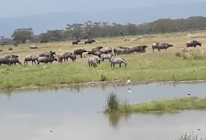 Lake Nakuru Sopa Lodge